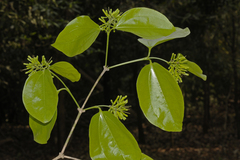 Strychnos nux-vomica